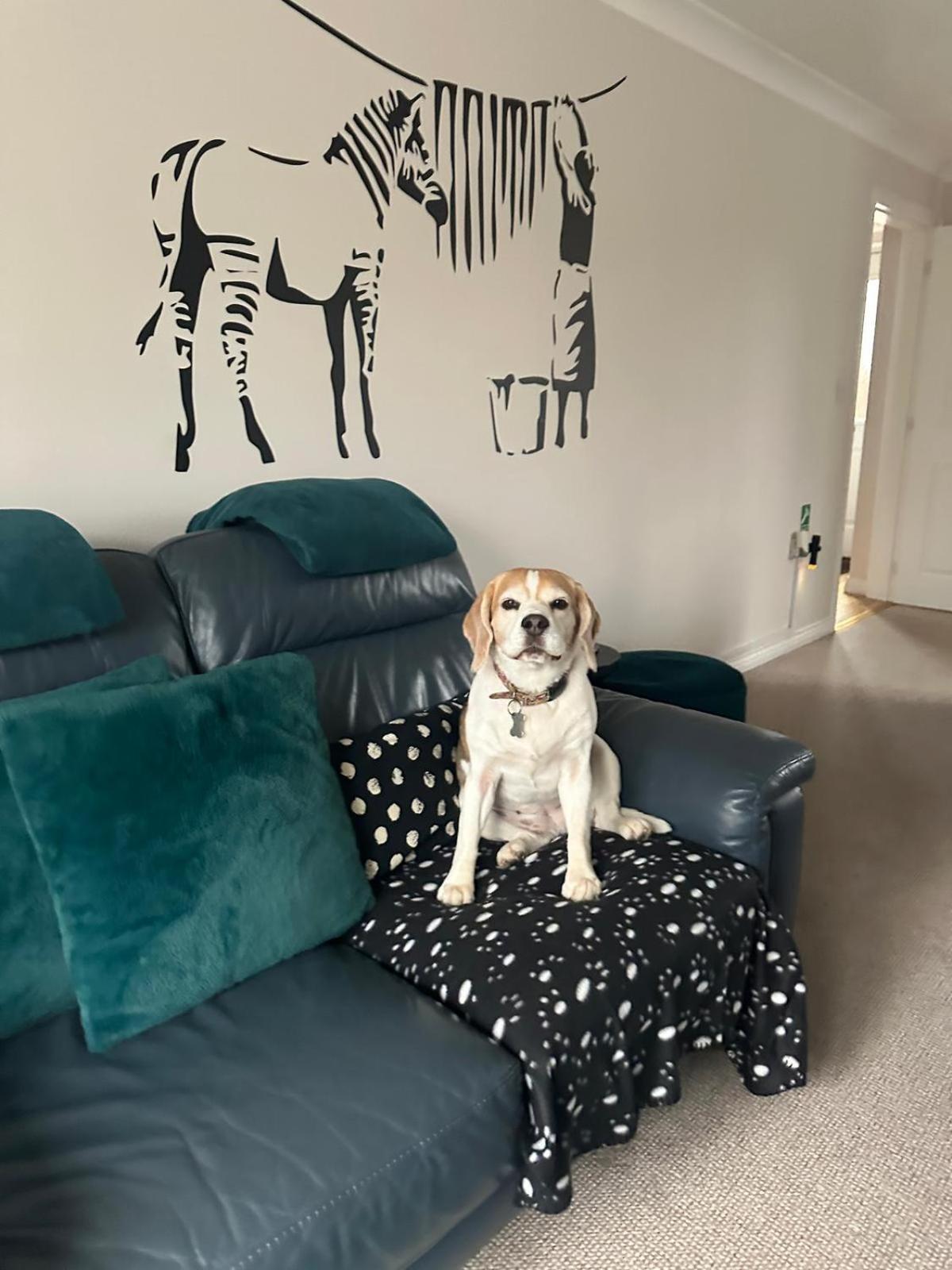 Hereford - Finch House - Modern 4 Bedroom House Located In South Hereford, Dog Friendly With Nearby Countryside, Pool Table, Sleeps Up To 10 Guests - Hosted By Rentmyhouse Exterior foto